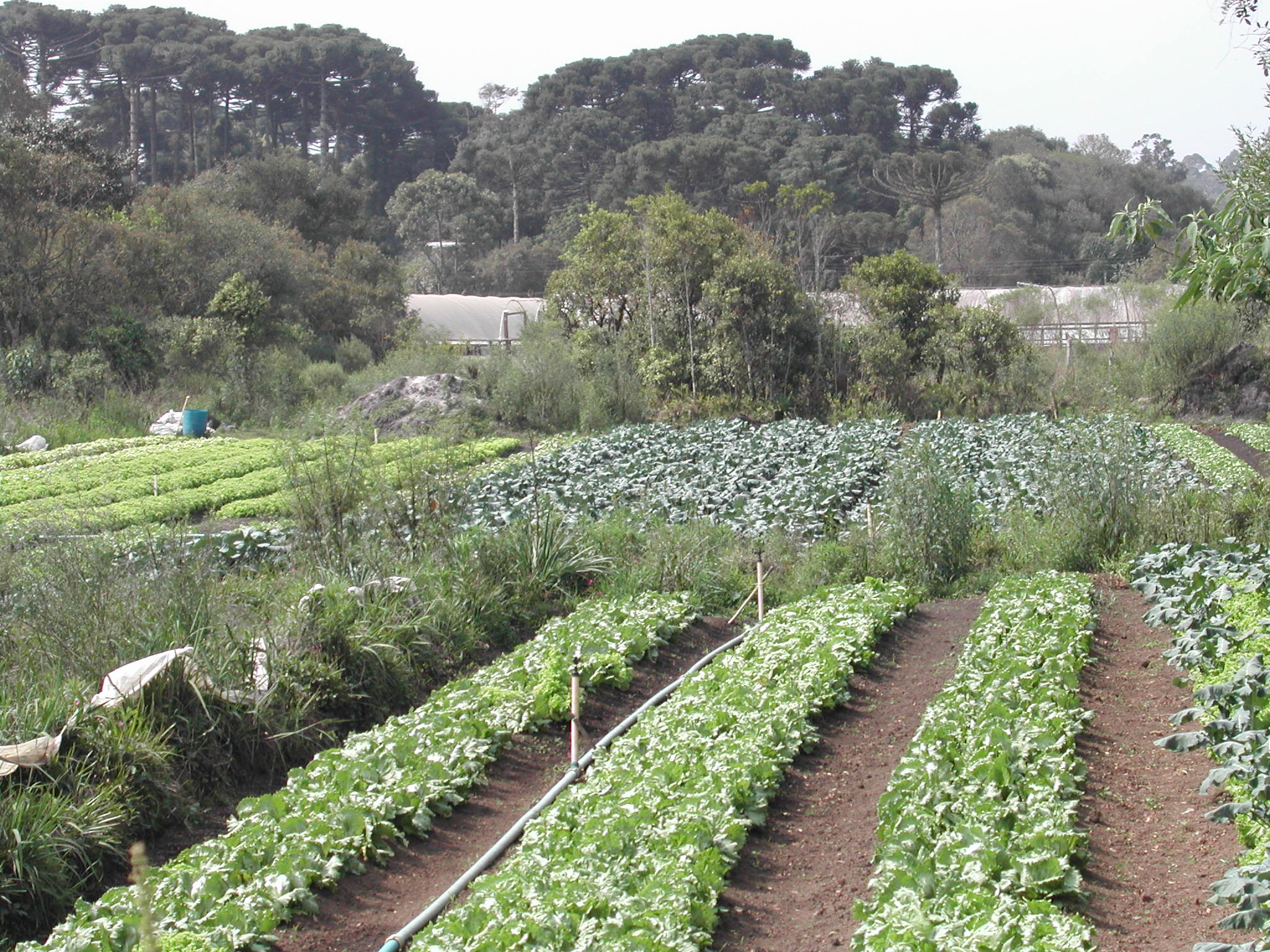 PLANTAS DE CINTURO VERDE PRODUZIDAS COM ADUBAO ORGNICA - REA DE MANANCIAL - REGIO METROPOLITANA DE CURITIBA - PARAN - BRASIL - 2008